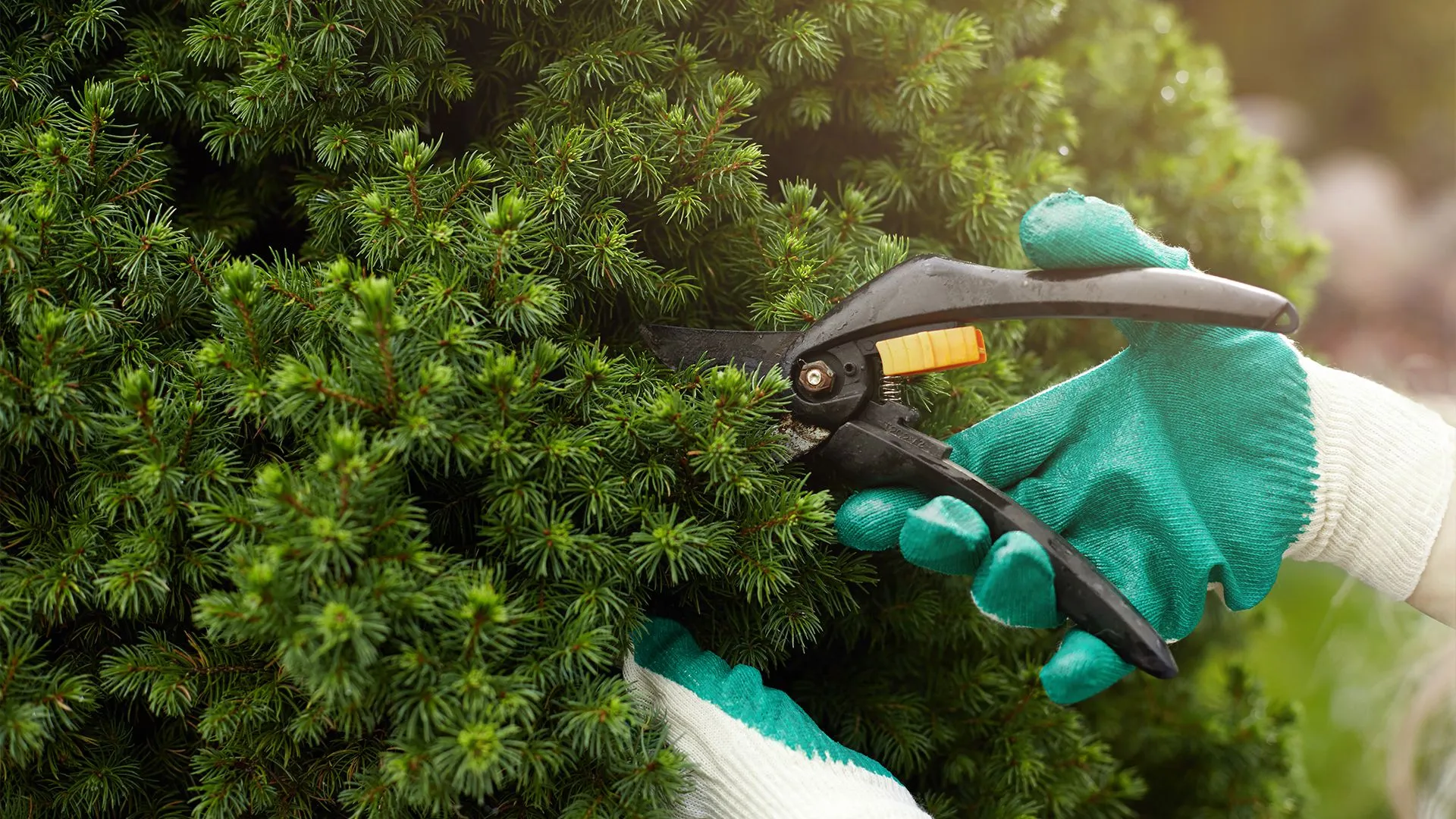 The Benefits of Professional Tree Pruning Services